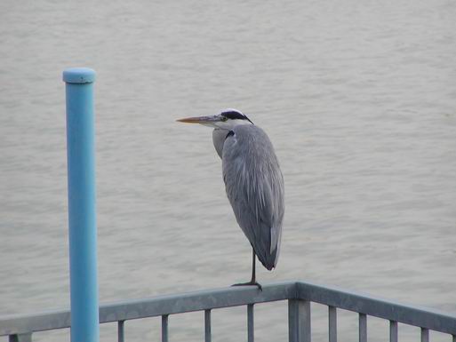 これは何という鳥でしょうか？