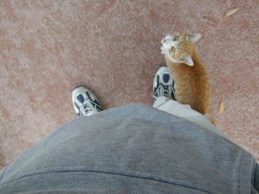 子猫がすり寄ってきました