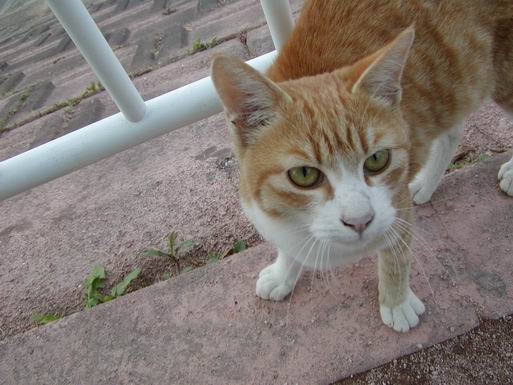 ずっと後を付いてきた子猫