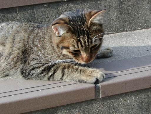 子猫です