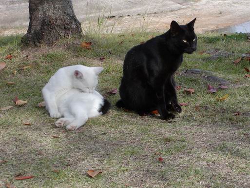 白黒仲良しの猫達