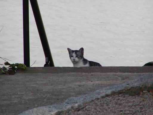 駕輿八幡宮で見かけた猫