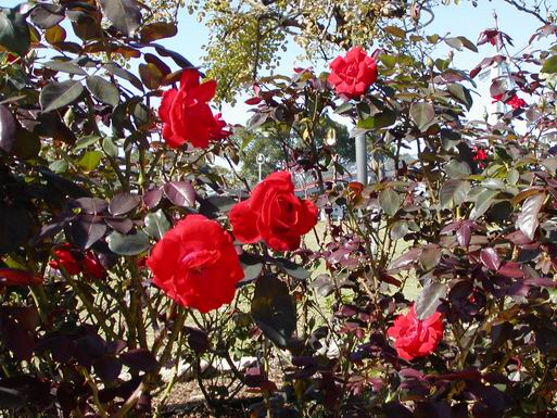 赤いバラの花です